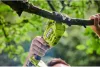 Ryobi ONE+™18V akkus szablyafűrész ágvágó 150mm RY18PSA-0